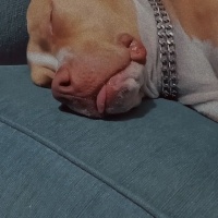 Amerikan Pitbull Terrier, Köpek  Rita fotoğrafı