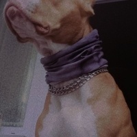 Amerikan Pitbull Terrier, Köpek  Rita fotoğrafı