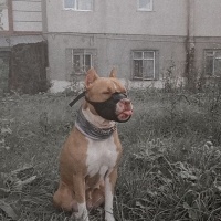 Amerikan Pitbull Terrier, Köpek  Rita fotoğrafı