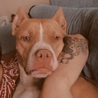 Amerikan Pitbull Terrier, Köpek  Rita fotoğrafı