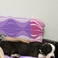 Amerikan Staffordshire Terrier, Köpek  Cherry fotoğrafı
