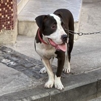 Amerikan Staffordshire Terrier, Köpek  Cherry fotoğrafı