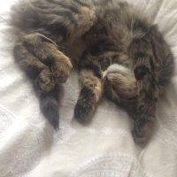 Tekir Kedi, Kedi  Minnoş fotoğrafı