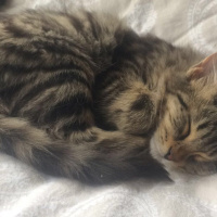 Tekir Kedi, Kedi  Minnoş fotoğrafı