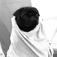 Pug, Köpek  Bihter fotoğrafı