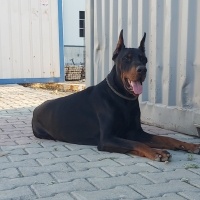 Doberman Pinscher, Köpek  Allen bolt legent hause fotoğrafı