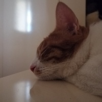 Sarman, Kedi  Balım fotoğrafı