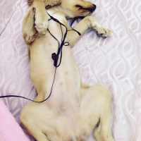 Amerikan Cocker Spaniel, Köpek  LİLA fotoğrafı
