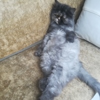 Chinchilla, Kedi  Mia fotoğrafı