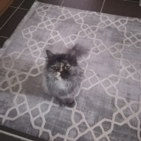Chinchilla, Kedi  Mia fotoğrafı