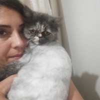 Chinchilla, Kedi  Mia fotoğrafı