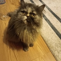 Chinchilla, Kedi  Mia fotoğrafı