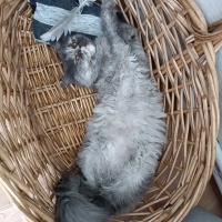 Chinchilla, Kedi  Mia fotoğrafı