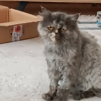 Chinchilla, Kedi  Mia fotoğrafı