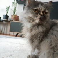 Chinchilla, Kedi  Mia fotoğrafı