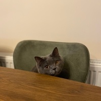 British Shorthair, Kedi  Ateş fotoğrafı