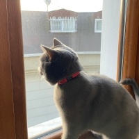 British Shorthair, Kedi  Ateş fotoğrafı