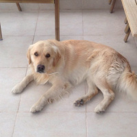 Golden Retriever, Köpek  Malt fotoğrafı