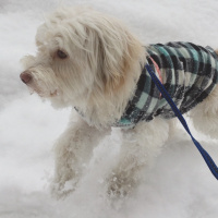 Maltese, Köpek  Sherlock fotoğrafı