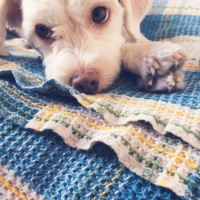 Maltese, Köpek  Sherlock fotoğrafı