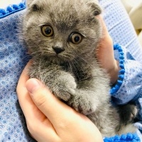 Scottish Fold, Kedi  Yavru scottish fotoğrafı
