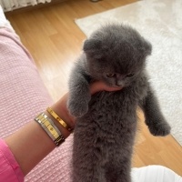 Scottish Fold, Kedi  Yavru scottish fotoğrafı