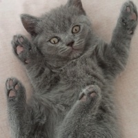 British Shorthair, Kedi  Yavru british fotoğrafı