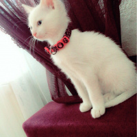 Van Kedisi, Kedi  Pamuk fotoğrafı