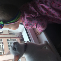 Van Kedisi, Kedi  Pamuk fotoğrafı