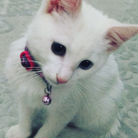 Van Kedisi, Kedi  Pamuk fotoğrafı