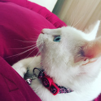 Van Kedisi, Kedi  Pamuk fotoğrafı