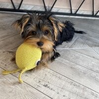 Yorkshire Terrier, Köpek  Luna fotoğrafı