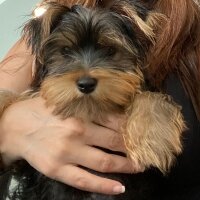 Yorkshire Terrier, Köpek  Luna fotoğrafı