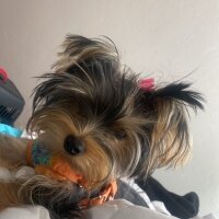 Yorkshire Terrier, Köpek  Luna fotoğrafı