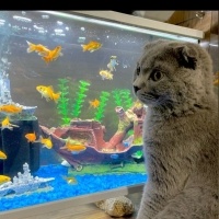 British Shorthair, Kedi  Tatlım fotoğrafı