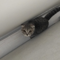 British Shorthair, Kedi  Tatlım fotoğrafı