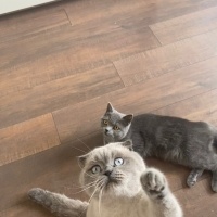 British Shorthair, Kedi  Tatlım fotoğrafı
