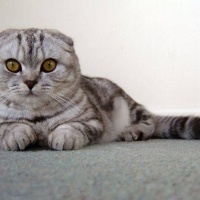 British Shorthair, Kedi  Tatlım fotoğrafı