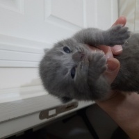 British Shorthair, Kedi  Tatlım fotoğrafı
