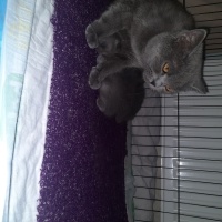 British Shorthair, Kedi  Tatlım fotoğrafı