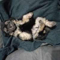 Yorkshire Terrier, Köpek  Morkie fotoğrafı
