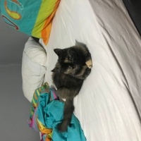 Tekir Kedi, Kedi  Zeytin fotoğrafı
