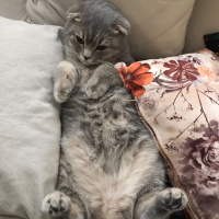 Scottish Fold, Kedi  Mia fotoğrafı