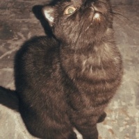 Scottish Fold, Kedi  ÇİKO fotoğrafı