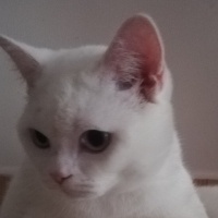 Scottish Fold, Kedi  Bulut fotoğrafı