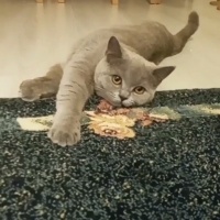 British Shorthair, Kedi  Gümüş fotoğrafı