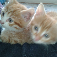 Tekir Kedi, Kedi  Bırıcık fotoğrafı