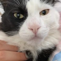 Tekir Kedi, Kedi  Sufle fotoğrafı