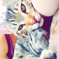 Tekir Kedi, Kedi  Müezza fotoğrafı