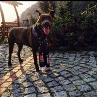 Amerikan Pitbull Terrier, Köpek  Ceviz fotoğrafı
